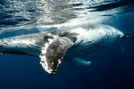 Vitalik、Alameda、a16z 這些 DeFi 巨鯨都持有哪些資產？