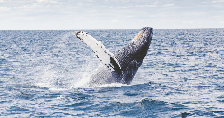 鏈上數據表明，比特幣巨鯨開啟「HODL」模式，堅定持有比特幣