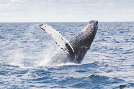 交易數據：巨鯨交易數量創 2020 年以來新低，預示著進一步下跌的可能性