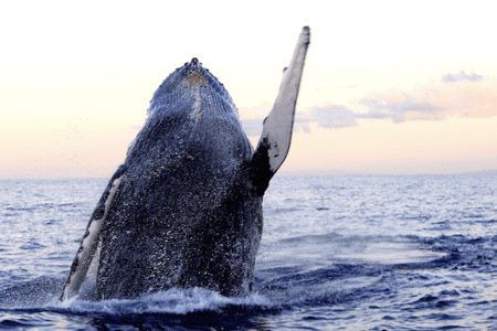 Whale