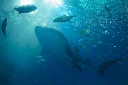 Whale 巨鯨
