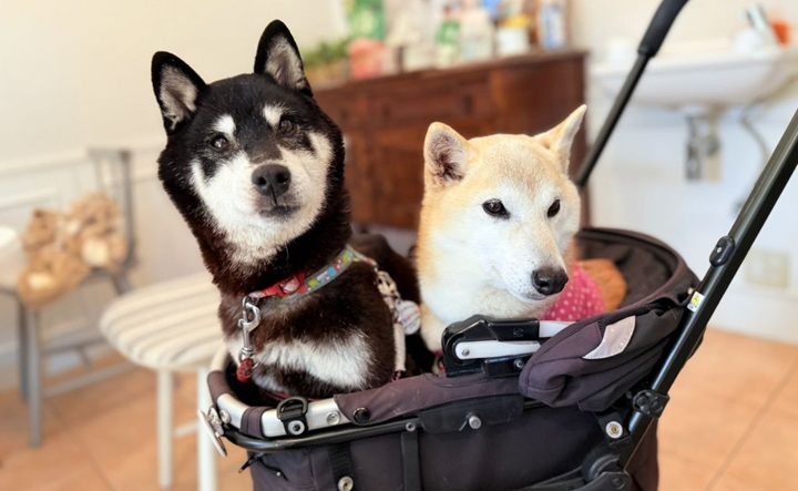 「迷因柴犬」主人收養新成員 Cocoro，官方授權代幣短暫飆升後大跌 70%