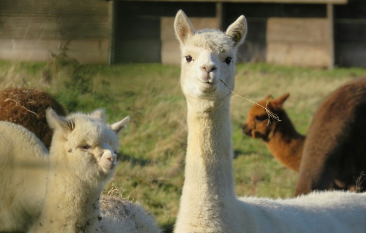 回望羊駝：當利空成為短暫的財富密碼