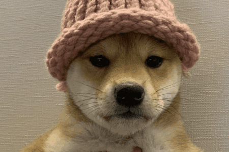 《dogwifhat》原版迷因毛帽公開拍賣！買家以 80 萬美金得標，被誰買走了？