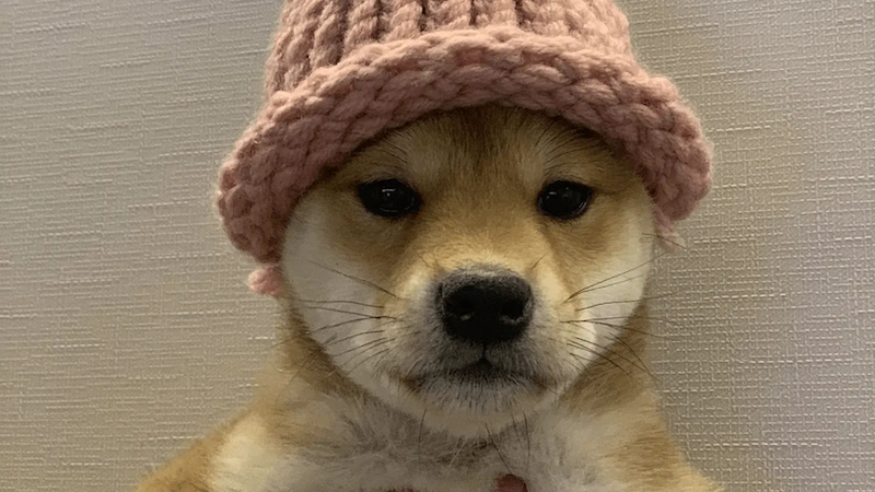 《dogwifhat》原版迷因毛帽公開拍賣！買家以 80 萬美金得標，被誰買走了？